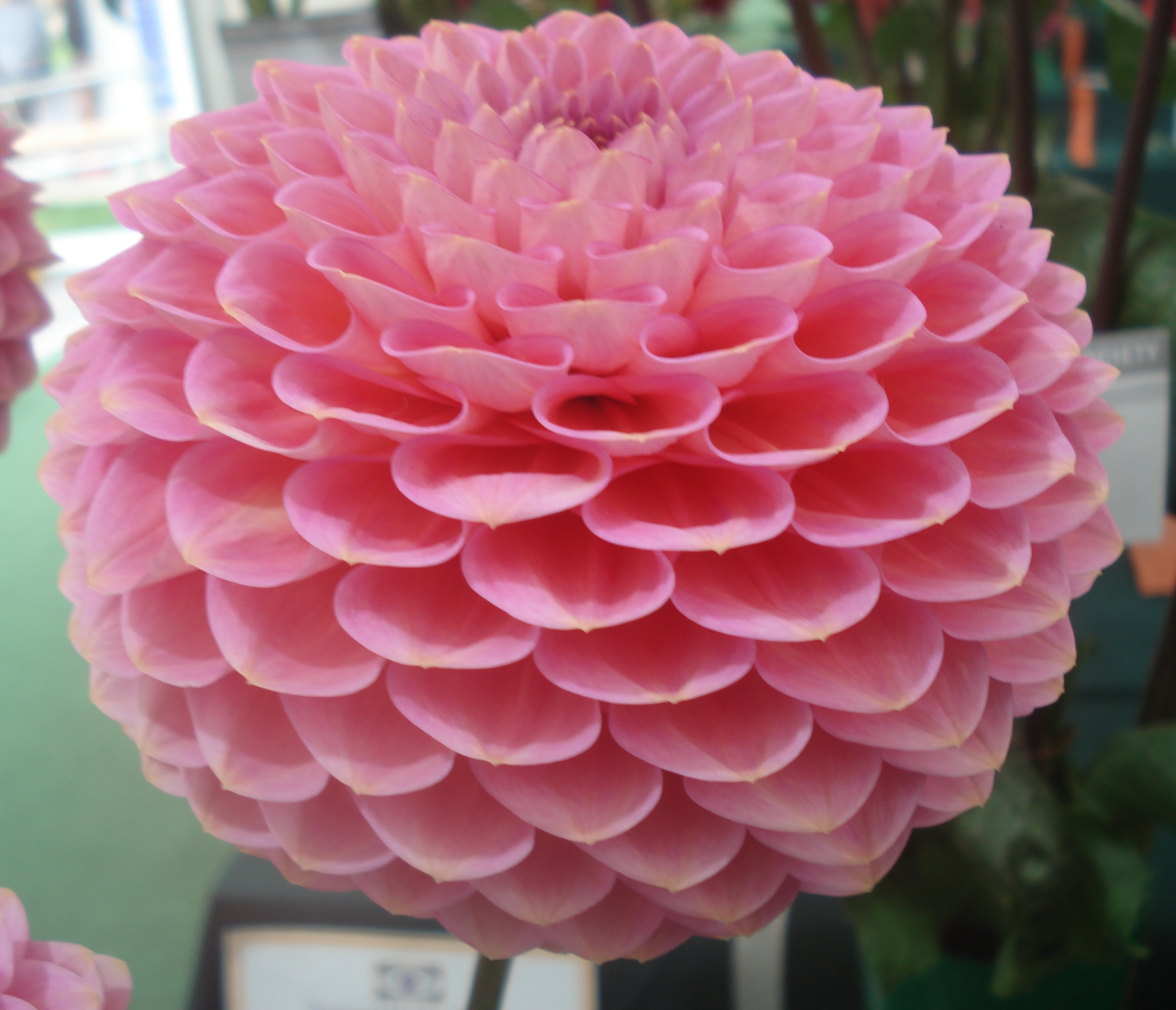 Westerton Pearl.jpg (71858 bytes)